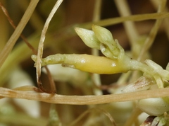 Smicronyx sculpticollis