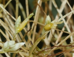 Smicronyx sculpticollis