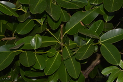 Calophyllum inophyllum
