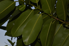 Calophyllum inophyllum