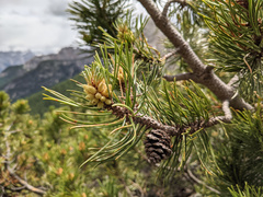 Pinus cembra