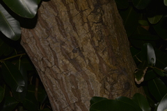 Calophyllum inophyllum