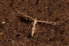 Sphenarches anisodactylus