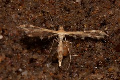 Sphenarches anisodactylus