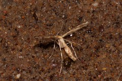 Sphenarches anisodactylus