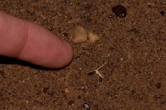 Sphenarches anisodactylus