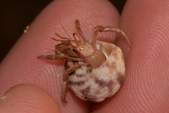 Coenobita variabilis