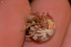 Coenobita variabilis