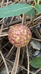 Andricus vacciniifoliae