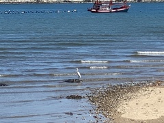 Ardea alba