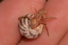 Coenobita variabilis