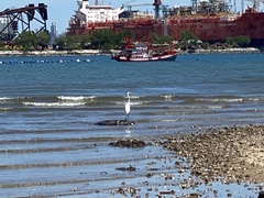 Ardea alba