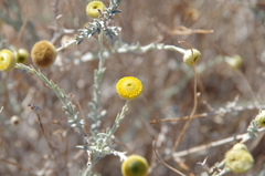 Leiocarpa leptolepis