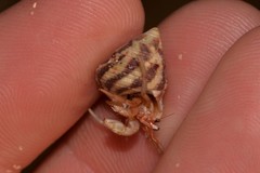 Coenobita variabilis