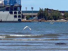 Ardea alba