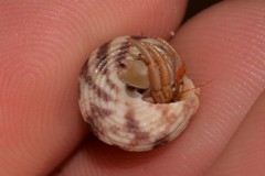 Coenobita variabilis