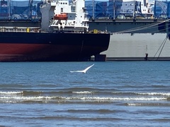 Ardea alba
