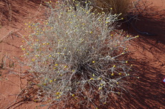 Leiocarpa leptolepis