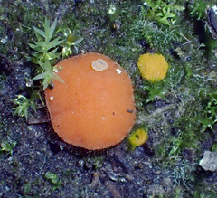 Lamprospora crechqueraultii macrantha