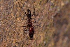 Odontomachus