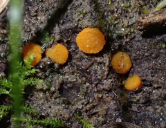 Lamprospora crechqueraultii macrantha