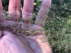 Austrostipa ramosissima