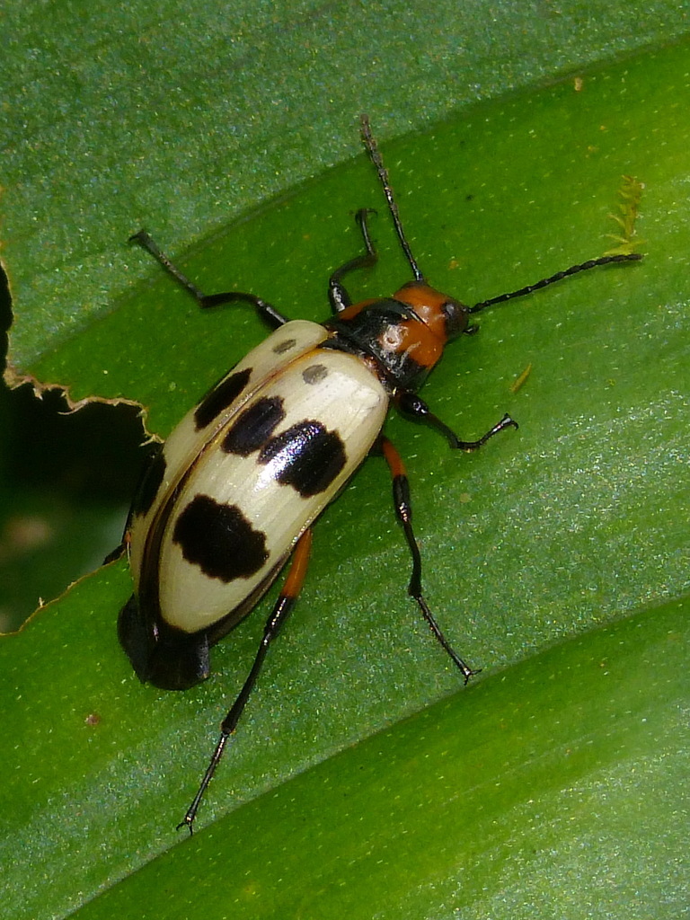 Strongylium maculicolle