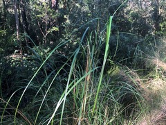 Austrostipa ramosissima
