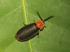 Pyrocoelia praetexta