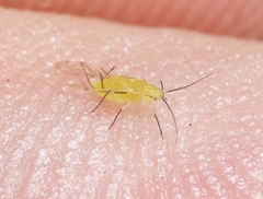 Chromaphis juglandicola