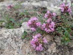 Thymus pulcherrimus