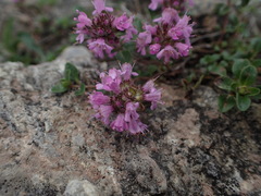 Thymus pulcherrimus