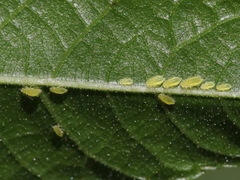 Chromaphis juglandicola