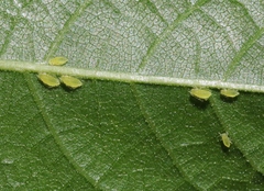 Chromaphis juglandicola
