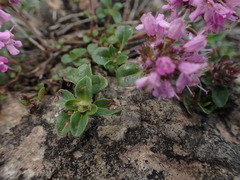 Thymus pulcherrimus
