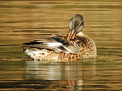 Mareca strepera