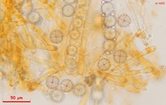 Lamprospora crechqueraultii macrantha