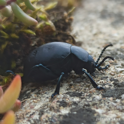 Timarcha tenebricosa
