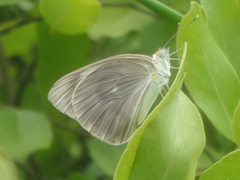 Ascia monuste phileta