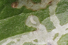 Liriomyza specifica
