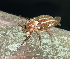 Anoxia orientalis