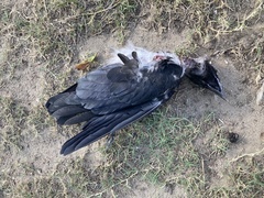 Corvus cornix sharpii