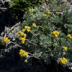 Artemisia glacialis