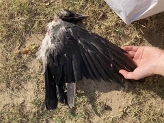 Corvus cornix sharpii