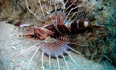 Pterois sphex