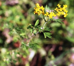 Medicago carstiensis