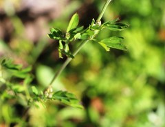 Medicago carstiensis