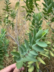Santalum ellipticum