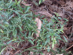 Billardiera mutabilis