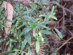 Billardiera mutabilis